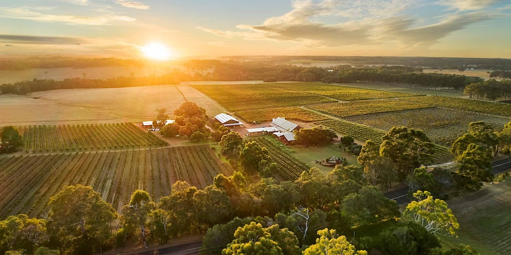01_20200311_CULLEN_Drone-Summer-Vineyards