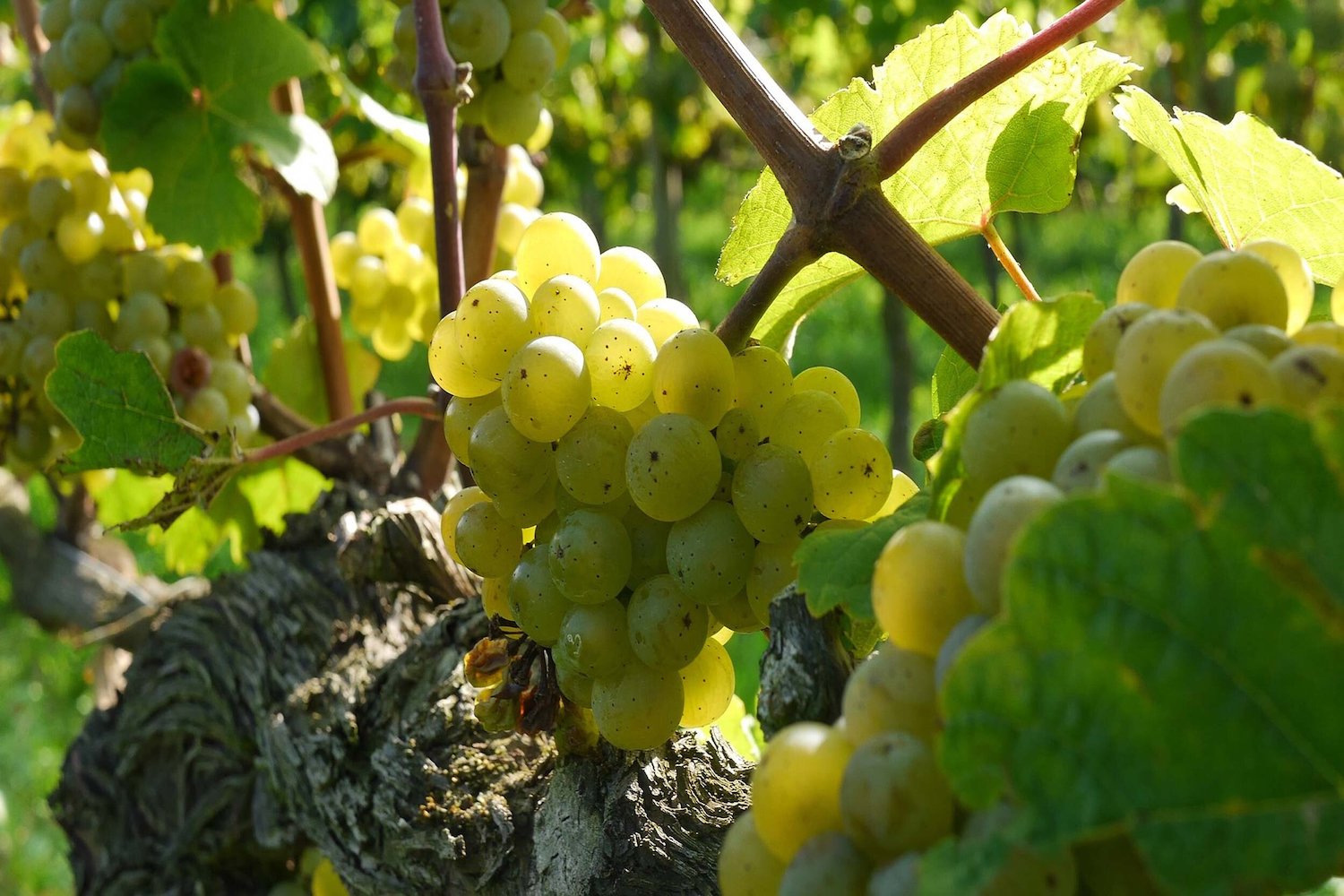 Vindruvor chardonnay