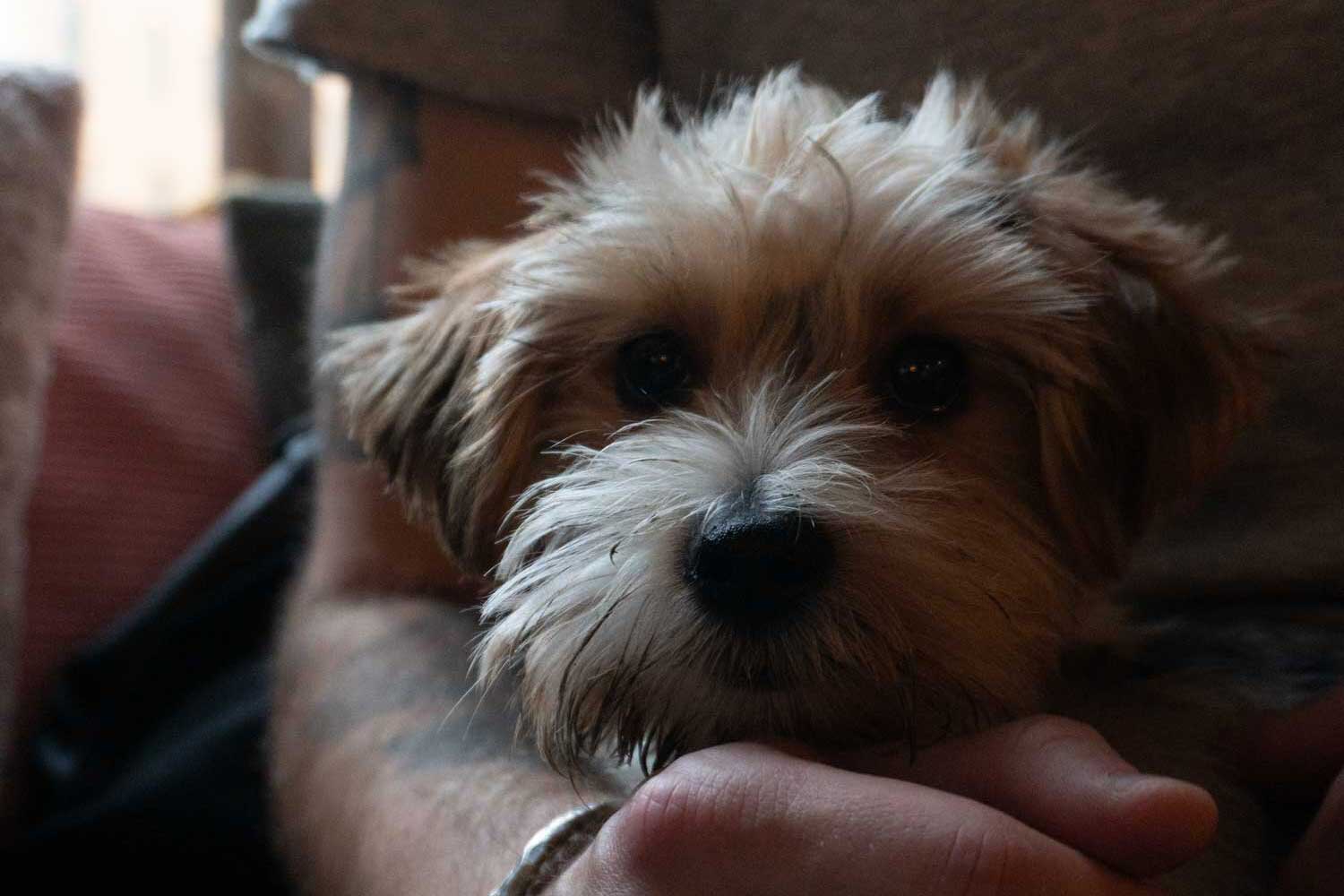 Bred-Bowie-biewer-terrier