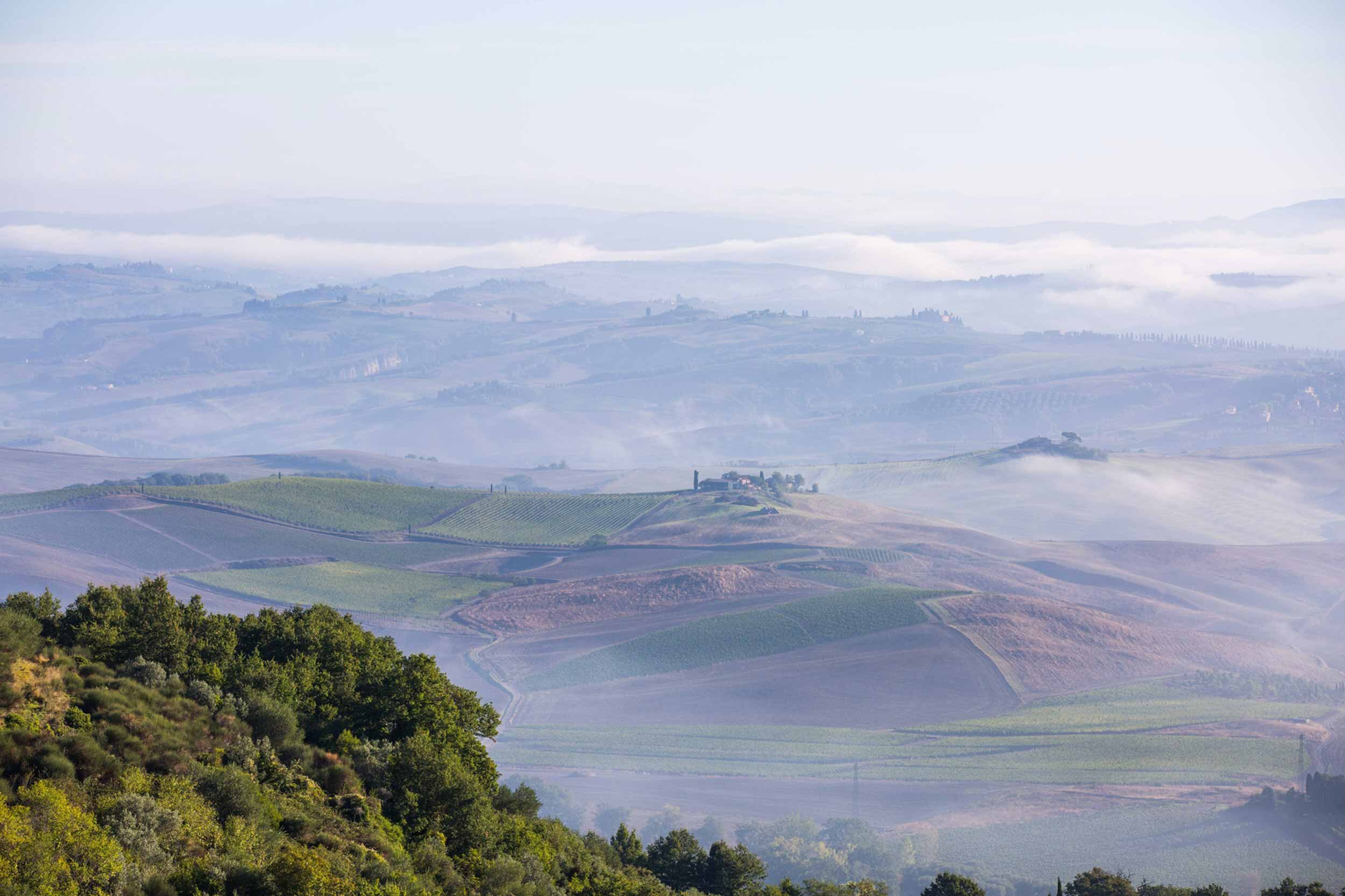 Montalcino-vineyards