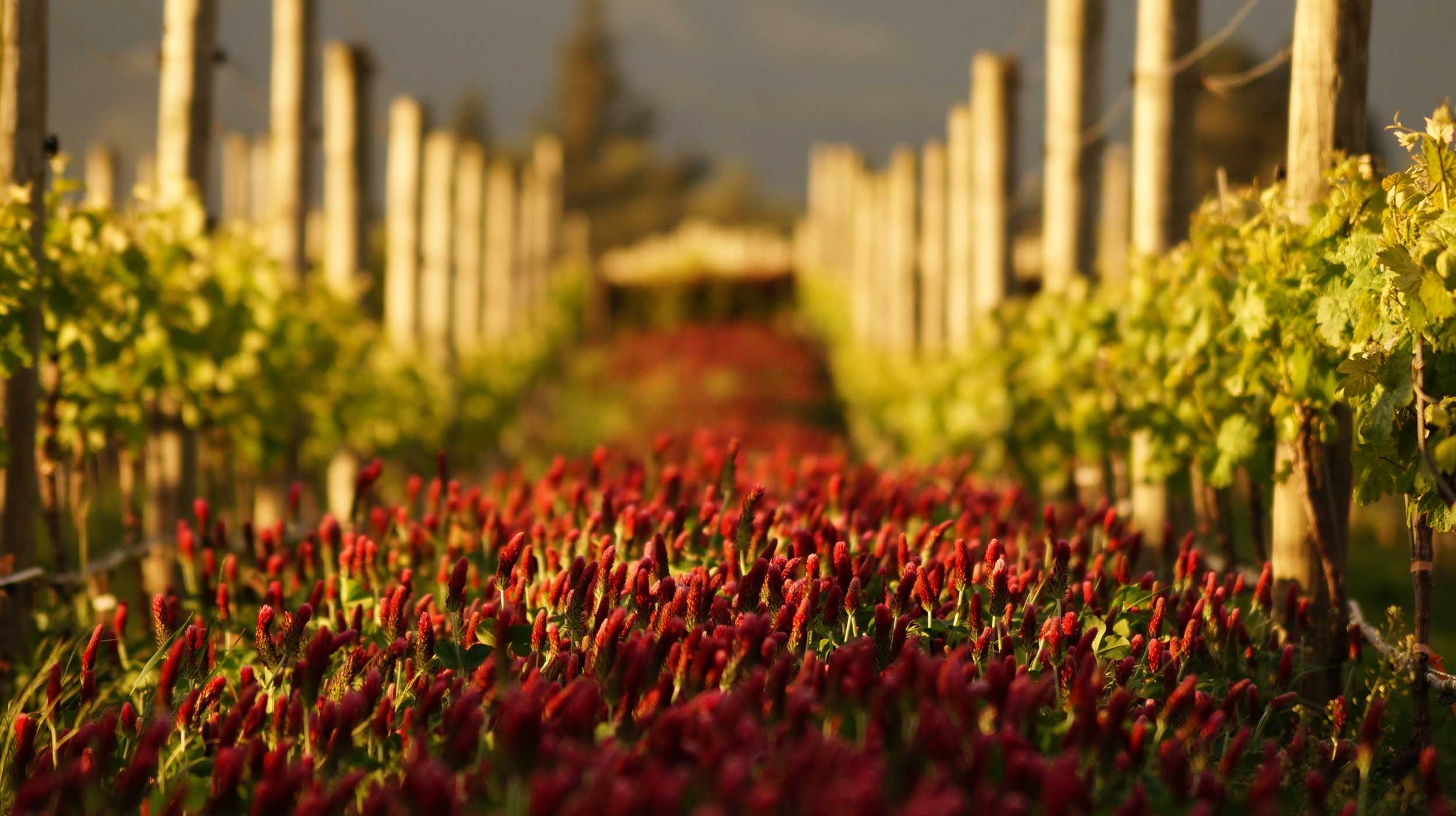 Newzeelandwine