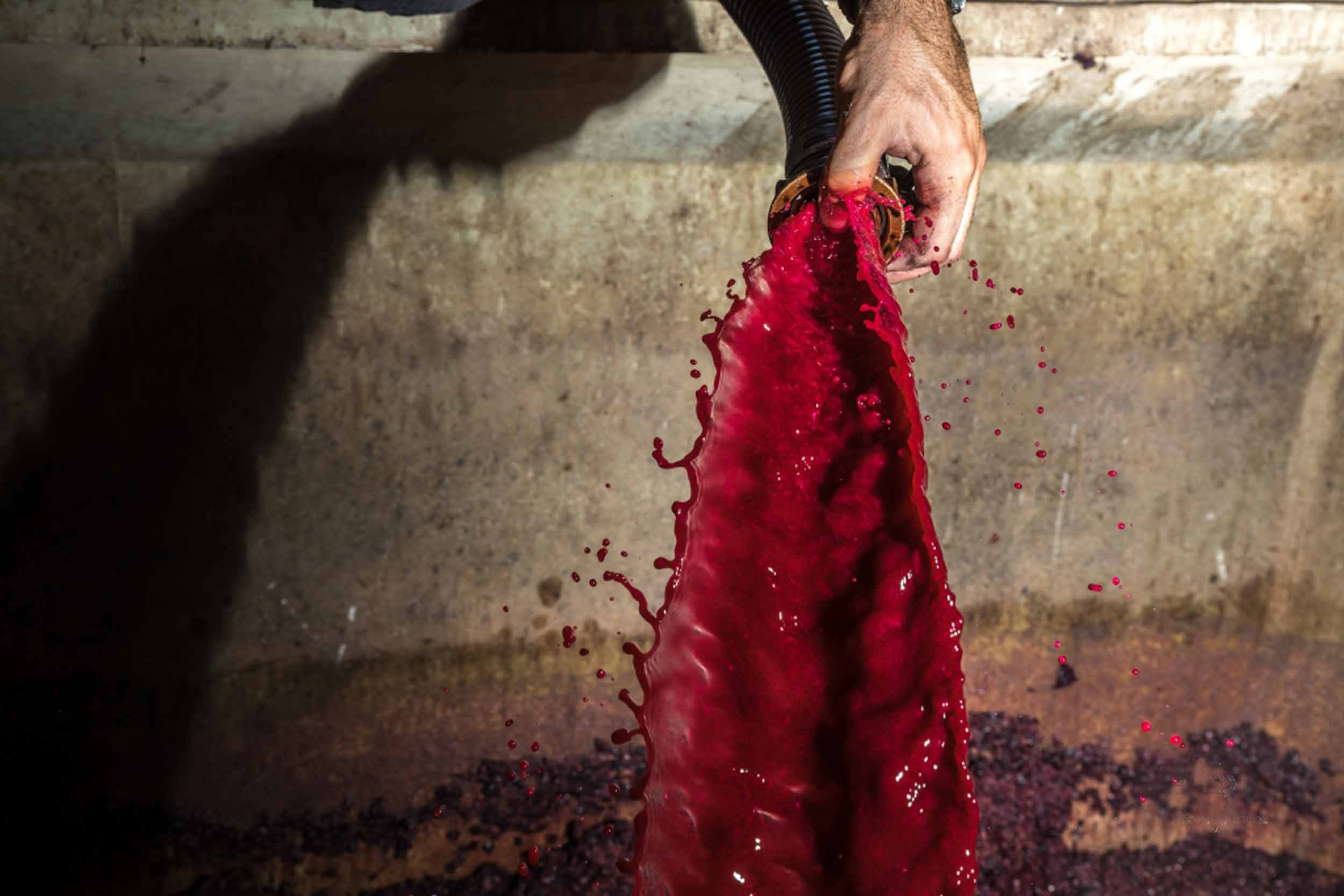 beaujolais-vinification