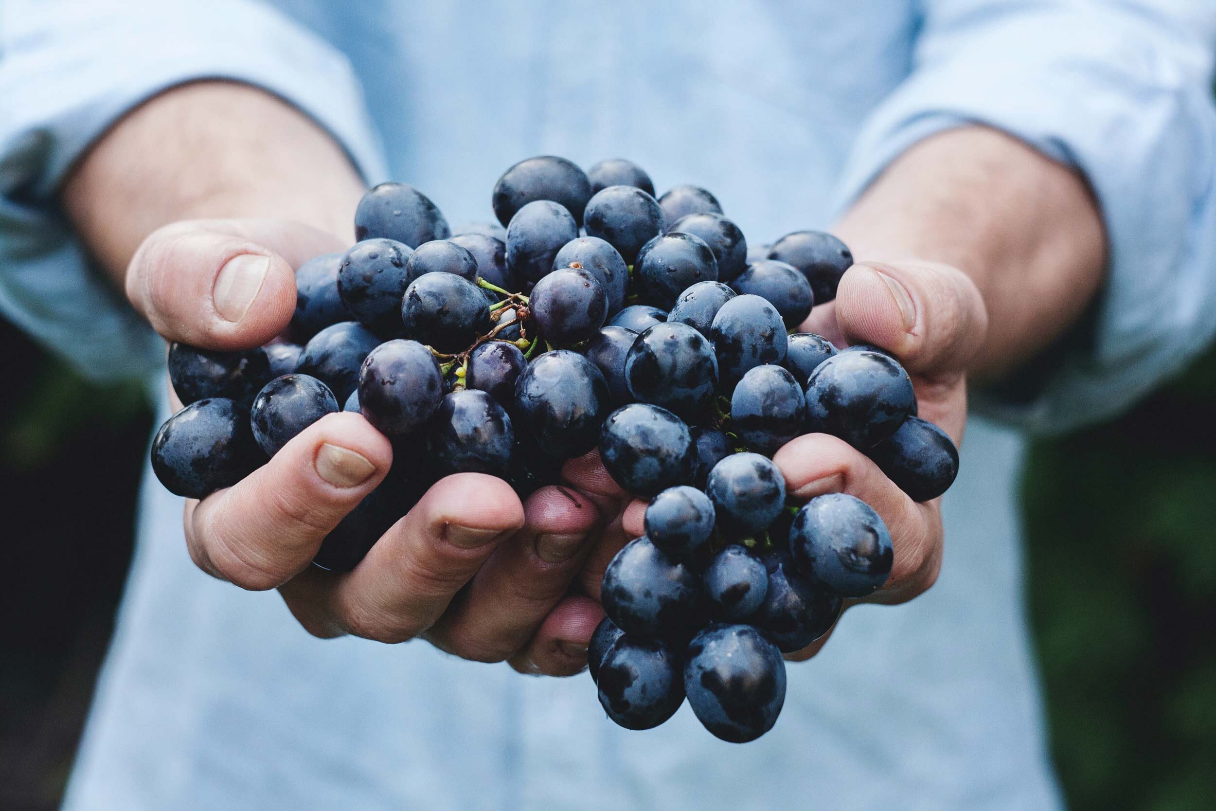 maja-petric-unsplash-naturvin