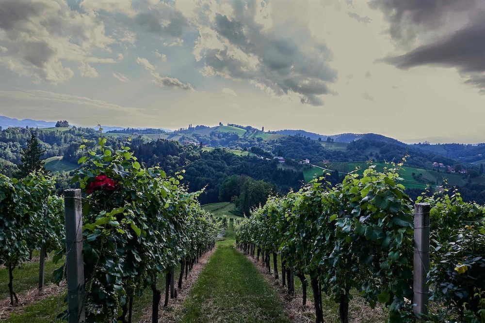 Austria+vineyard